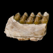 0.8" Leptomeryx Evansi Oligocene Age Fossil Deer Jaw Teeth Wyoming Display COA