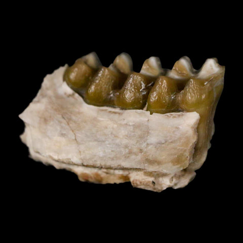 0.8" Leptomeryx Evansi Oligocene Age Fossil Deer Jaw Teeth Wyoming Display COA - Fossil Age Minerals