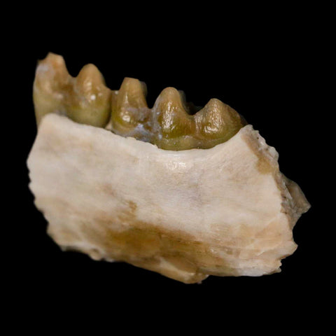 0.8" Leptomeryx Evansi Oligocene Age Fossil Deer Jaw Teeth Wyoming Display COA - Fossil Age Minerals