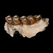 0.8" Leptomeryx Evansi Oligocene Age Fossil Deer Jaw Teeth Wyoming Display COA