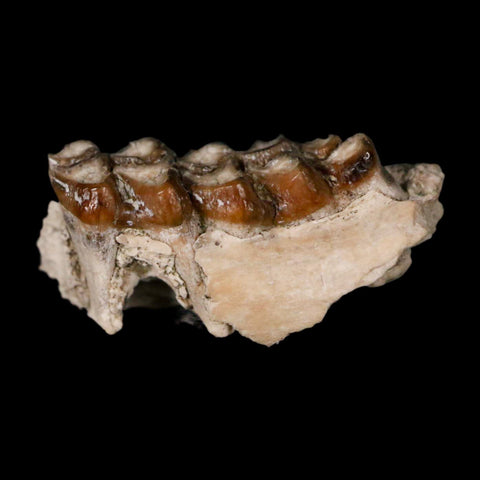 0.8" Leptomeryx Evansi Oligocene Age Fossil Deer Jaw Teeth Wyoming Display COA - Fossil Age Minerals