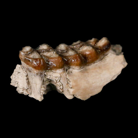 0.8" Leptomeryx Evansi Oligocene Age Fossil Deer Jaw Teeth Wyoming Display COA - Fossil Age Minerals