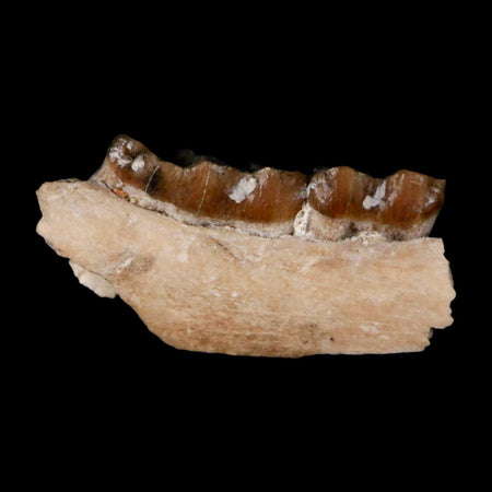 0.8" Leptomeryx Evansi Oligocene Age Fossil Deer Jaw Teeth Wyoming Display COA