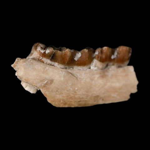 0.8" Leptomeryx Evansi Oligocene Age Fossil Deer Jaw Teeth Wyoming Display COA - Fossil Age Minerals