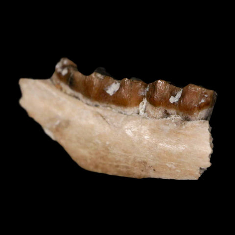 0.8" Leptomeryx Evansi Oligocene Age Fossil Deer Jaw Teeth Wyoming Display COA - Fossil Age Minerals