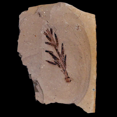 1.3" Detailed Fossil Plant Leafs Metasequoia Dawn Redwood Oligocene Age MT COA - Fossil Age Minerals