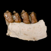 0.7" Leptomeryx Evansi Oligocene Age Fossil Deer Jaw Teeth Wyoming Display COA