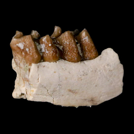 0.7" Leptomeryx Evansi Oligocene Age Fossil Deer Jaw Teeth Wyoming Display COA