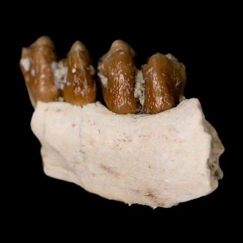 0.7" Leptomeryx Evansi Oligocene Age Fossil Deer Jaw Teeth Wyoming Display COA - Fossil Age Minerals