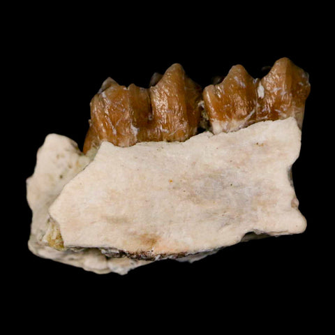 0.7" Leptomeryx Evansi Oligocene Age Fossil Deer Jaw Teeth Wyoming Display COA - Fossil Age Minerals