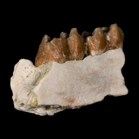 0.7" Leptomeryx Evansi Oligocene Age Fossil Deer Jaw Teeth Wyoming Display COA - Fossil Age Minerals