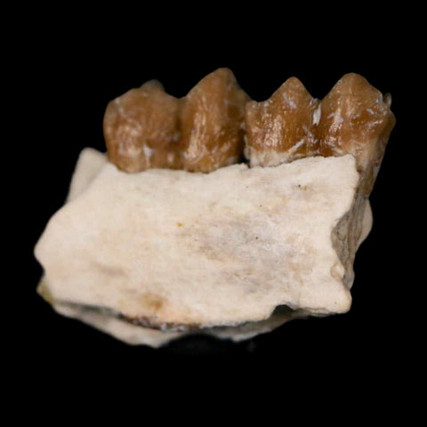 0.7" Leptomeryx Evansi Oligocene Age Fossil Deer Jaw Teeth Wyoming Display COA - Fossil Age Minerals