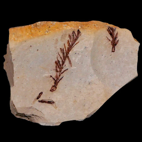 1.8" Detailed Fossil Plant Leafs Metasequoia Dawn Redwood Oligocene Age MT COA - Fossil Age Minerals
