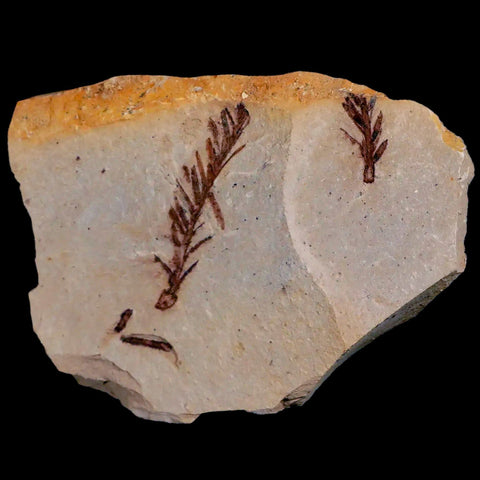 1.8" Detailed Fossil Plant Leafs Metasequoia Dawn Redwood Oligocene Age MT COA - Fossil Age Minerals