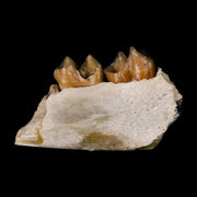 0.9" Leptomeryx Evansi Oligocene Age Fossil Deer Jaw Teeth Wyoming Display COA