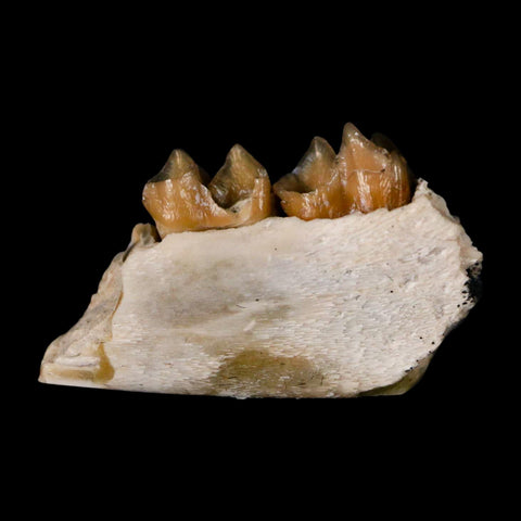 0.9" Leptomeryx Evansi Oligocene Age Fossil Deer Jaw Teeth Wyoming Display COA - Fossil Age Minerals