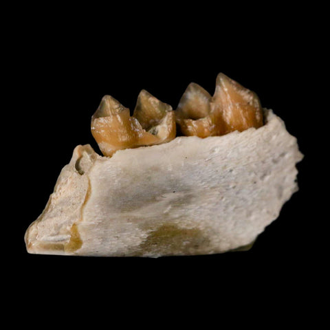 0.9" Leptomeryx Evansi Oligocene Age Fossil Deer Jaw Teeth Wyoming Display COA - Fossil Age Minerals