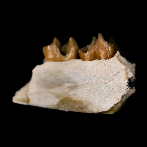 0.9" Leptomeryx Evansi Oligocene Age Fossil Deer Jaw Teeth Wyoming Display COA - Fossil Age Minerals