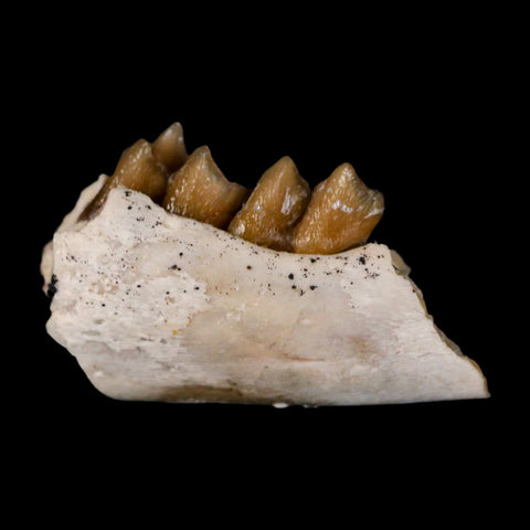 0.9" Leptomeryx Evansi Oligocene Age Fossil Deer Jaw Teeth Wyoming Display COA - Fossil Age Minerals