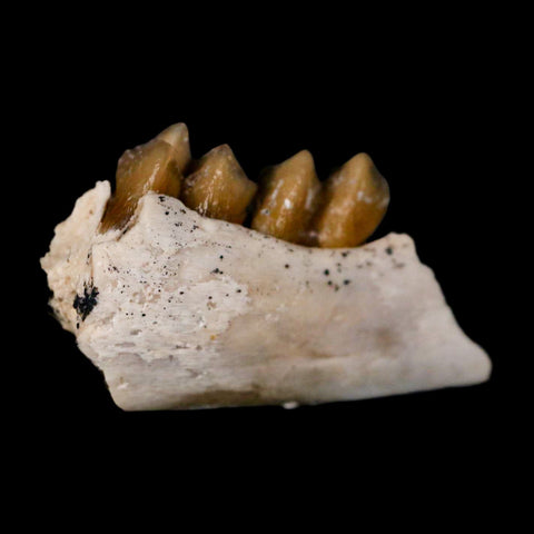 0.9" Leptomeryx Evansi Oligocene Age Fossil Deer Jaw Teeth Wyoming Display COA - Fossil Age Minerals