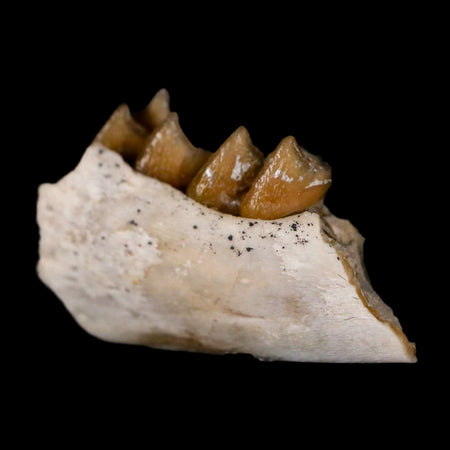 0.9" Leptomeryx Evansi Oligocene Age Fossil Deer Jaw Teeth Wyoming Display COA