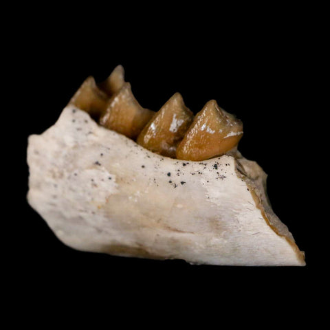 0.9" Leptomeryx Evansi Oligocene Age Fossil Deer Jaw Teeth Wyoming Display COA - Fossil Age Minerals