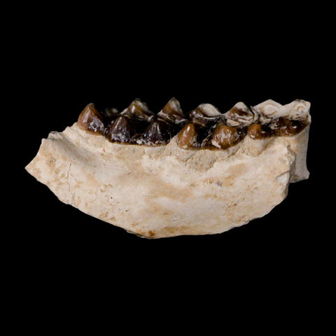 1.1" Leptomeryx Evansi Oligocene Age Fossil Deer Jaw Teeth Wyoming Display COA - Fossil Age Minerals