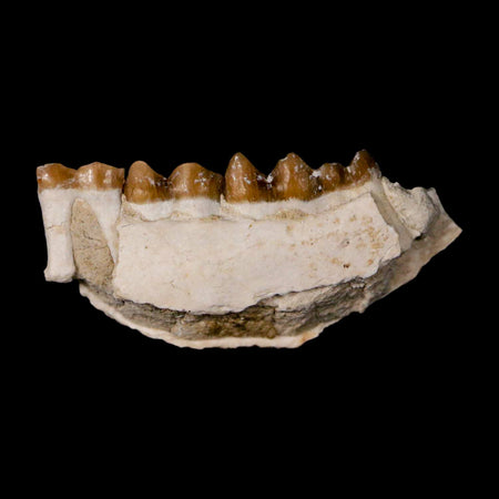 1.1" Leptomeryx Evansi Oligocene Age Fossil Deer Jaw Teeth Wyoming Display COA