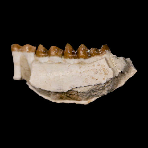 1.1" Leptomeryx Evansi Oligocene Age Fossil Deer Jaw Teeth Wyoming Display COA - Fossil Age Minerals