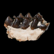 0.6" Leptomeryx Evansi Oligocene Age Fossil Deer Jaw Teeth Wyoming Display COA