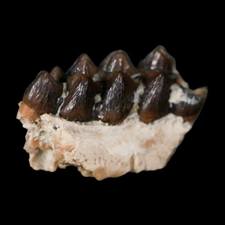 0.6" Leptomeryx Evansi Oligocene Age Fossil Deer Jaw Teeth Wyoming Display COA