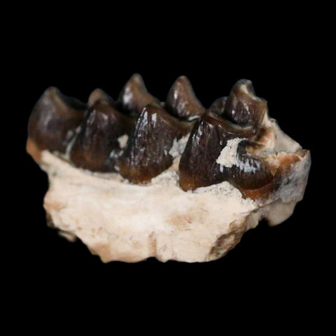 0.6" Leptomeryx Evansi Oligocene Age Fossil Deer Jaw Teeth Wyoming Display COA - Fossil Age Minerals