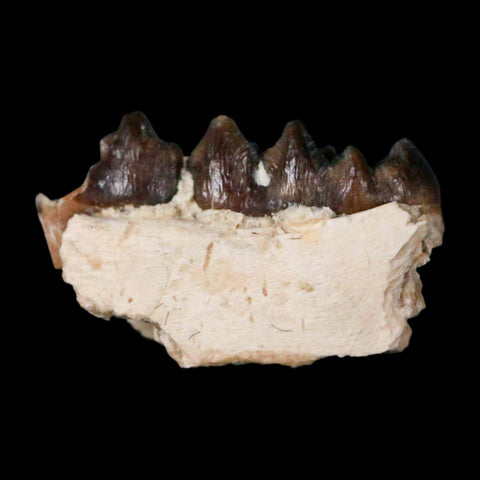 0.6" Leptomeryx Evansi Oligocene Age Fossil Deer Jaw Teeth Wyoming Display COA - Fossil Age Minerals