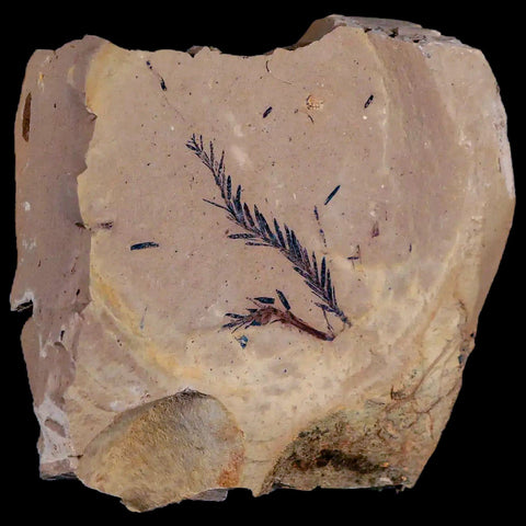 1.7" Detailed Fossil Plant Leafs Metasequoia Dawn Redwood Oligocene Age MT COA - Fossil Age Minerals