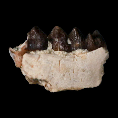 0.6" Leptomeryx Evansi Oligocene Age Fossil Deer Jaw Teeth Wyoming Display COA - Fossil Age Minerals