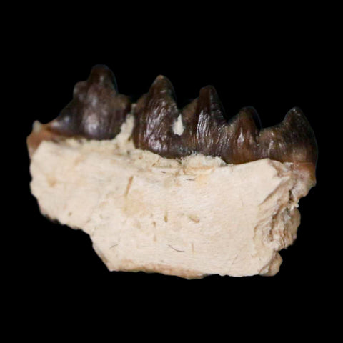 0.6" Leptomeryx Evansi Oligocene Age Fossil Deer Jaw Teeth Wyoming Display COA - Fossil Age Minerals