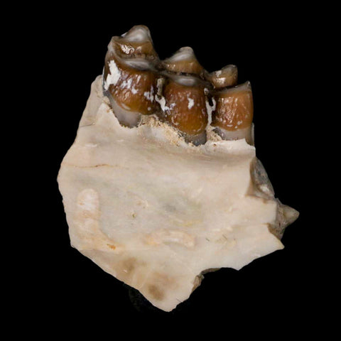 0.7" Leptomeryx Evansi Oligocene Age Fossil Deer Jaw Teeth Wyoming Display COA - Fossil Age Minerals