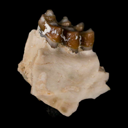 0.7" Leptomeryx Evansi Oligocene Age Fossil Deer Jaw Teeth Wyoming Display COA