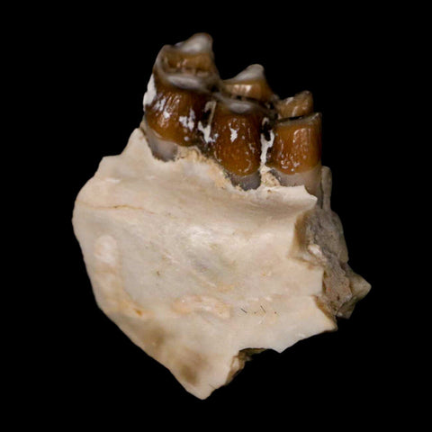 0.7" Leptomeryx Evansi Oligocene Age Fossil Deer Jaw Teeth Wyoming Display COA - Fossil Age Minerals