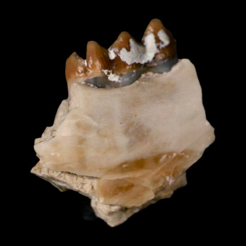 0.7" Leptomeryx Evansi Oligocene Age Fossil Deer Jaw Teeth Wyoming Display COA - Fossil Age Minerals