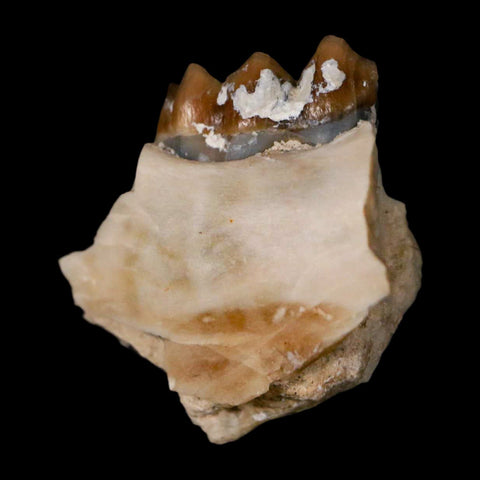 0.7" Leptomeryx Evansi Oligocene Age Fossil Deer Jaw Teeth Wyoming Display COA - Fossil Age Minerals