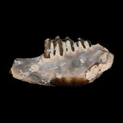 0.8" Leptomeryx Evansi Oligocene Age Fossil Deer Jaw Teeth Wyoming Display COA