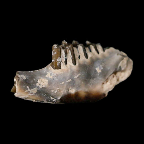 0.8" Leptomeryx Evansi Oligocene Age Fossil Deer Jaw Teeth Wyoming Display COA - Fossil Age Minerals