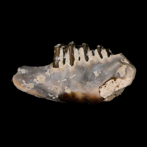 0.8" Leptomeryx Evansi Oligocene Age Fossil Deer Jaw Teeth Wyoming Display COA - Fossil Age Minerals