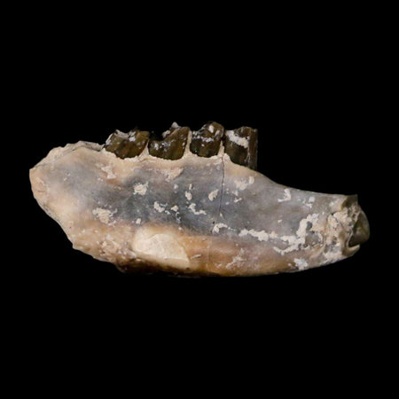 0.8" Leptomeryx Evansi Oligocene Age Fossil Deer Jaw Teeth Wyoming Display COA