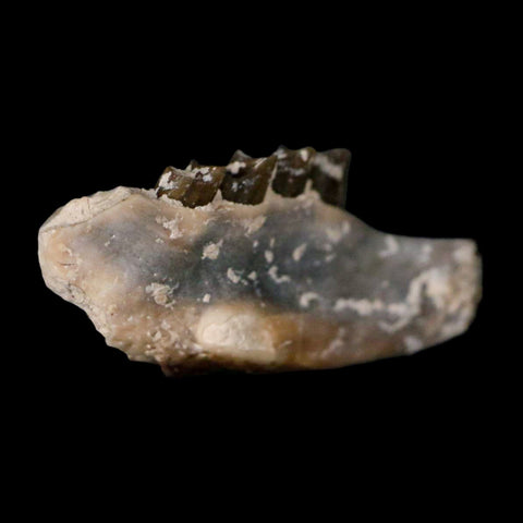 0.8" Leptomeryx Evansi Oligocene Age Fossil Deer Jaw Teeth Wyoming Display COA - Fossil Age Minerals