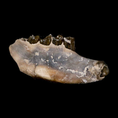 0.8" Leptomeryx Evansi Oligocene Age Fossil Deer Jaw Teeth Wyoming Display COA - Fossil Age Minerals