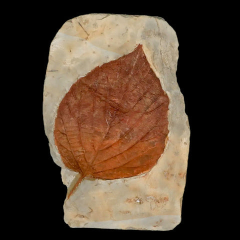 3.7" Beringiaphyllum Cupaniodes Fossil Plant Leaf Fort Union Glendive MT Paleocene Age - Fossil Age Minerals