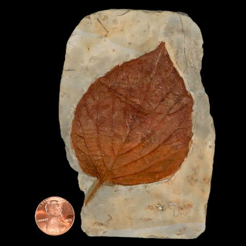 3.7" Beringiaphyllum Cupaniodes Fossil Plant Leaf Fort Union Glendive MT Paleocene Age - Fossil Age Minerals