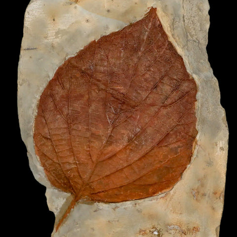 3.7" Beringiaphyllum Cupaniodes Fossil Plant Leaf Fort Union Glendive MT Paleocene Age - Fossil Age Minerals